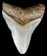 Bargain, Megalodon Tooth - North Carolina #54757-1